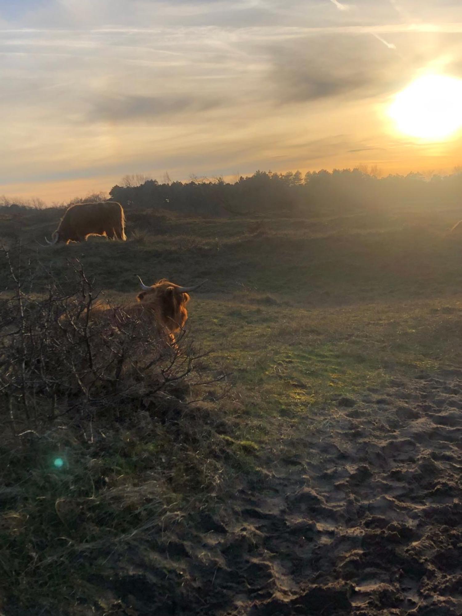 De Bosrand Grenzend Aan Het Bos Villa Castricum Eksteriør billede